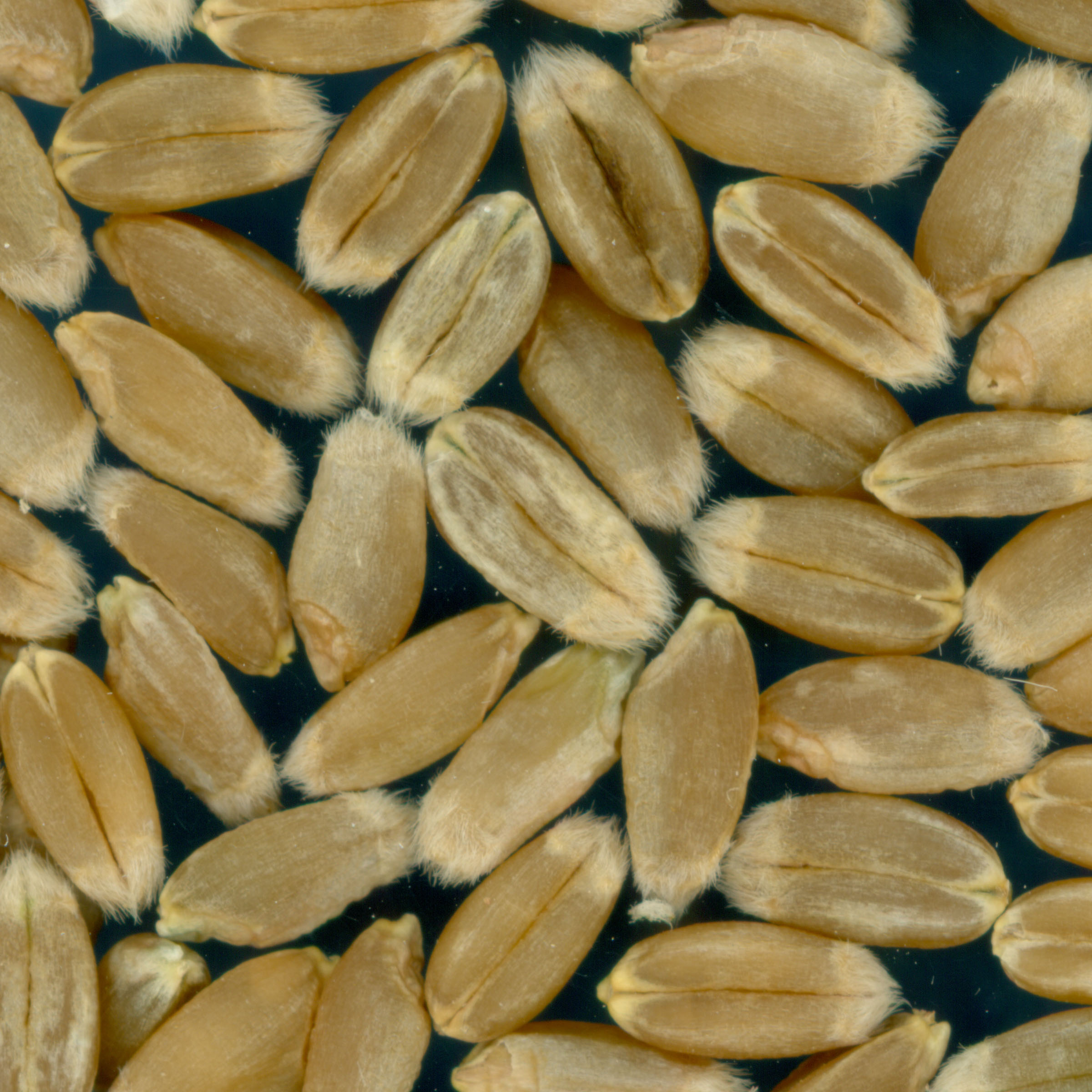 KERNELS